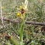  Sylvain Piry - Ophrys aymoninii (Breistr.) Buttler [1986]