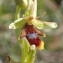  Sylvain Piry - Ophrys aymoninii (Breistr.) Buttler [1986]