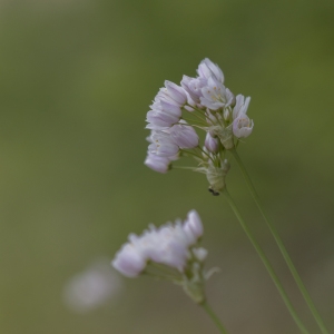 Photographie n°1391045 du taxon Allium roseum L. [1753]