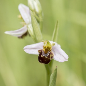 Photographie n°1391054 du taxon Ophrys apifera Huds. [1762]