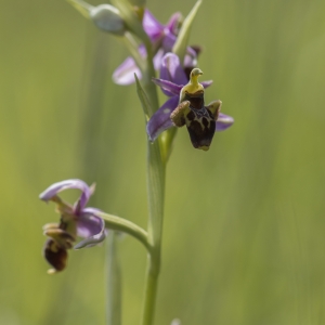 Photographie n°1391061 du taxon Ophrys scolopax subsp. scolopax