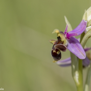 Photographie n°1391064 du taxon Ophrys scolopax subsp. scolopax