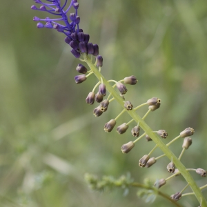 Photographie n°1391202 du taxon Muscari comosum (L.) Mill. [1768]