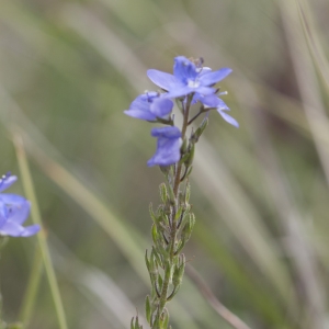 Photographie n°1391206 du taxon Veronica prostrata L. [1762]