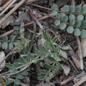 Photographie n°1393873 du taxon Hippocrepis comosa L. [1753]