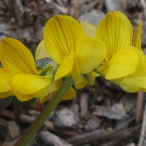 Photographie n°1393882 du taxon Hippocrepis comosa L. [1753]