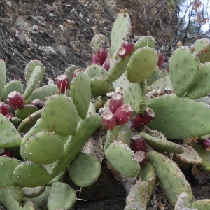 Photographie n°1394219 du taxon Opuntia stricta (Haw.) Haw. [1812]