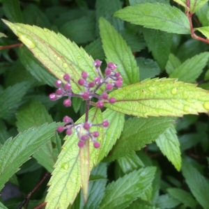 Photographie n°1396711 du taxon Spiraea L. [1753]