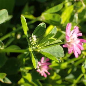 Photographie n°1396933 du taxon Trifolium resupinatum L. [1753]