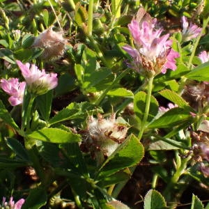 Photographie n°1396934 du taxon Trifolium resupinatum L. [1753]