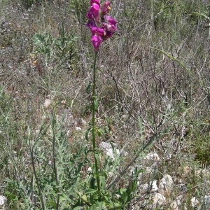 Photographie n°1397021 du taxon Antirrhinum majus L. [1753]