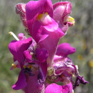 Photographie n°1397026 du taxon Antirrhinum majus L. [1753]