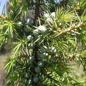 Photographie n°1397031 du taxon Juniperus communis L. [1753]