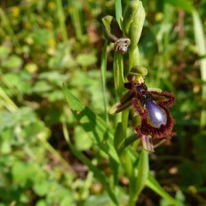 Photographie n°1397480 du taxon Ophrys speculum Link [1799]