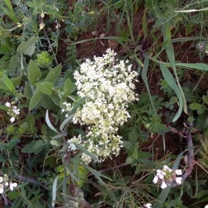 Photographie n°1397559 du taxon Chaerophyllum temulum L. [1753]