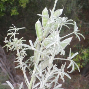 Photographie n°1398715 du taxon Lupinus angustifolius L. [1753]