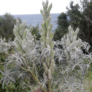 Photographie n°1398730 du taxon Lupinus angustifolius L. [1753]