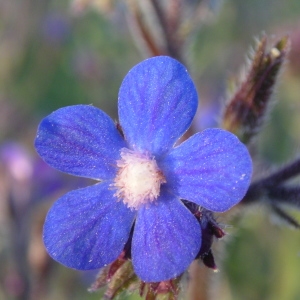 Photographie n°1399948 du taxon Anchusa italica Retz. [1779]