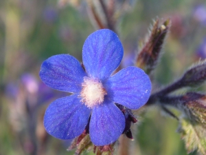 Sylvain Piry, le  7 mai 2005 (Assas (près Buzarens))
