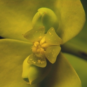 Photographie n°1400218 du taxon Euphorbia nicaeensis All. [1785]