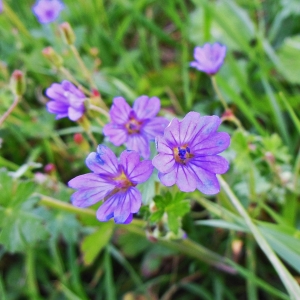 Photographie n°1400812 du taxon Geranium molle L. [1753]