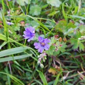 Photographie n°1400816 du taxon Geranium molle L. [1753]