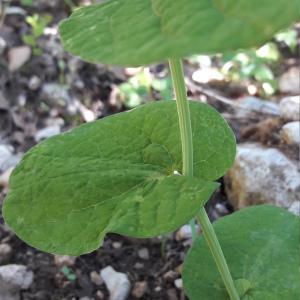 Photographie n°1401163 du taxon Aristolochia rotunda L. [1753]