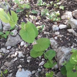 Photographie n°1401172 du taxon Aristolochia rotunda L. [1753]