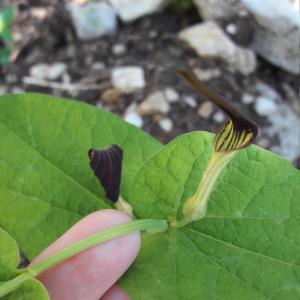 Photographie n°1401177 du taxon Aristolochia rotunda L. [1753]