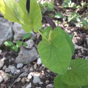 Photographie n°1401180 du taxon Aristolochia rotunda L. [1753]