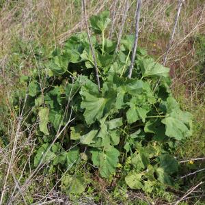 Photographie n°1401493 du taxon Alcea rosea L. [1753]