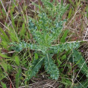 Photographie n°1401615 du taxon Cirsium arvense (L.) Scop. [1772]