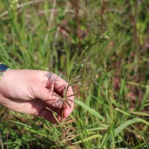 Photographie n°1401701 du taxon Galium aparine L. [1753]