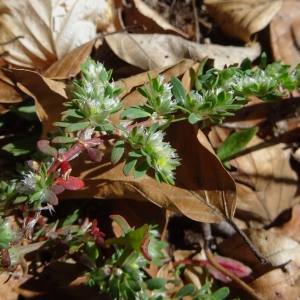 Photographie n°1401997 du taxon Paronychia polygonifolia (Vill.) DC. [1805]