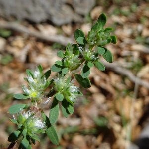 Photographie n°1401999 du taxon Paronychia polygonifolia (Vill.) DC. [1805]