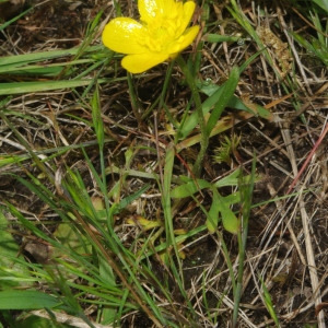 Photographie n°1402899 du taxon Ranunculus paludosus Poir. [1789]