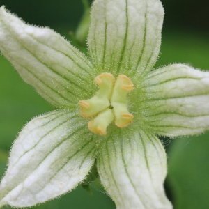 Photographie n°1403721 du taxon Bryonia dioica Jacq. [1774]