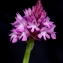  Philippe Thomas - Anacamptis pyramidalis (L.) Rich. [1817]