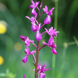 Photographie n°1404203 du taxon Anacamptis laxiflora (Lam.) R.M.Bateman, Pridgeon & M.W.Chase [1997]