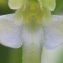  Philippe Thomas - Platanthera bifolia (L.) Rich. [1817]