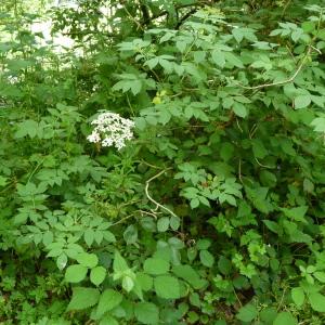 Photographie n°1404871 du taxon Sambucus nigra L. [1753]