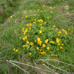 Photographie n°1408240 du taxon Caltha palustris L. [1753]