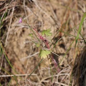 Photographie n°1408275 du taxon Geranium rotundifolium L. [1753]