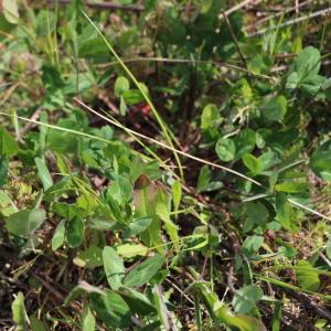 Photographie n°1408281 du taxon Medicago arabica (L.) Huds. [1762]