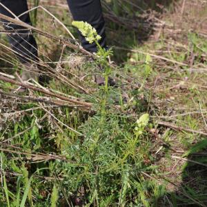 Photographie n°1408349 du taxon Reseda lutea L. [1753]