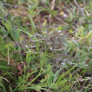 Photographie n°1408409 du taxon Vicia hirsuta (L.) Gray [1821]