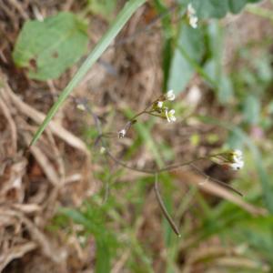 Photographie n°1408426 du taxon Arabidopsis thaliana (L.) Heynh. [1842]