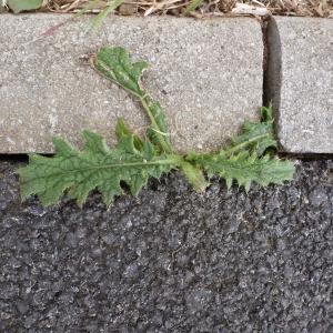 Photographie n°1408438 du taxon Cirsium arvense (L.) Scop. [1772]