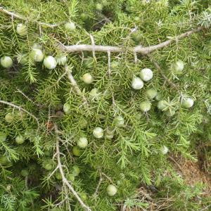 Photographie n°1408452 du taxon Juniperus oxycedrus subsp. macrocarpa (Sm.) Ball [1878]