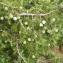  Liliane Roubaudi - Juniperus oxycedrus subsp. macrocarpa (Sm.) Ball [1878]